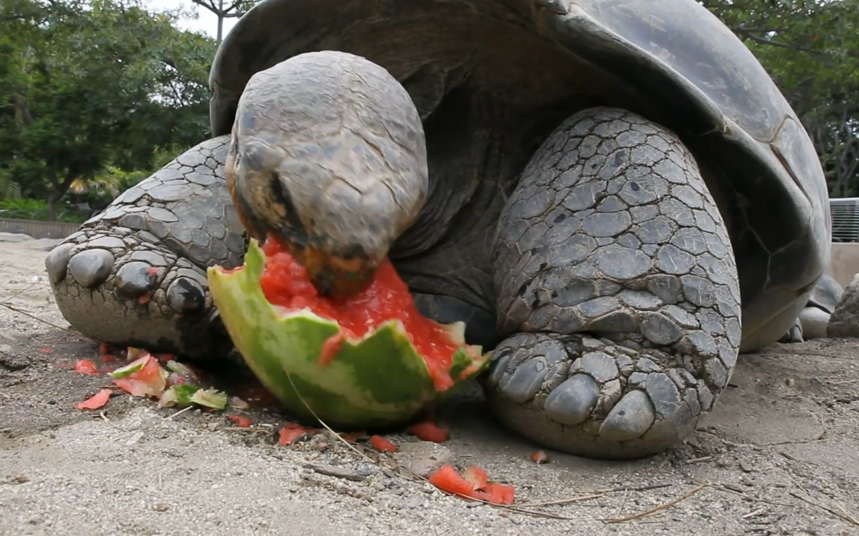 实拍大乌龟吃西瓜小乌龟吃草莓