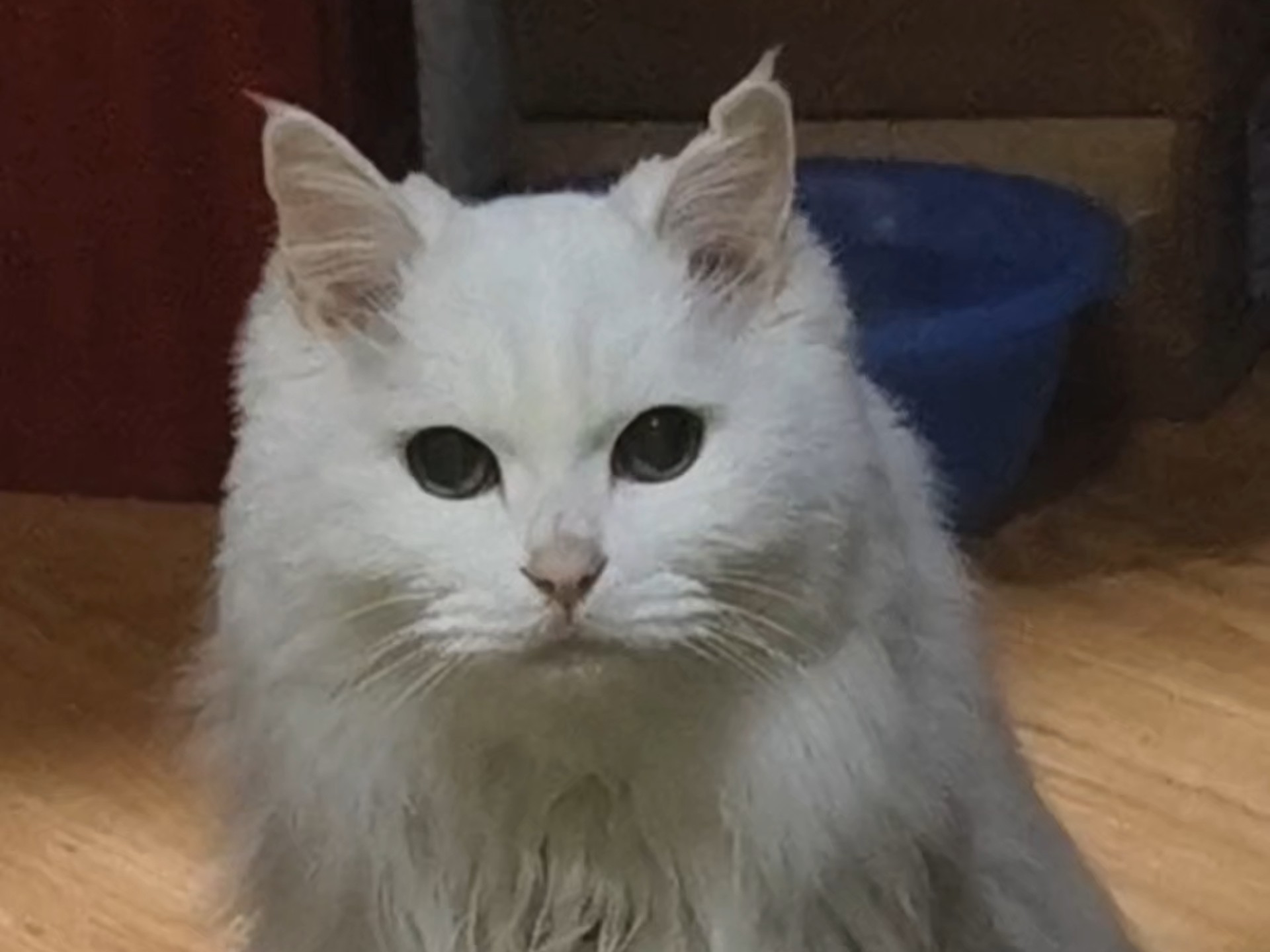 长寿老猫登吃什么猫粮?