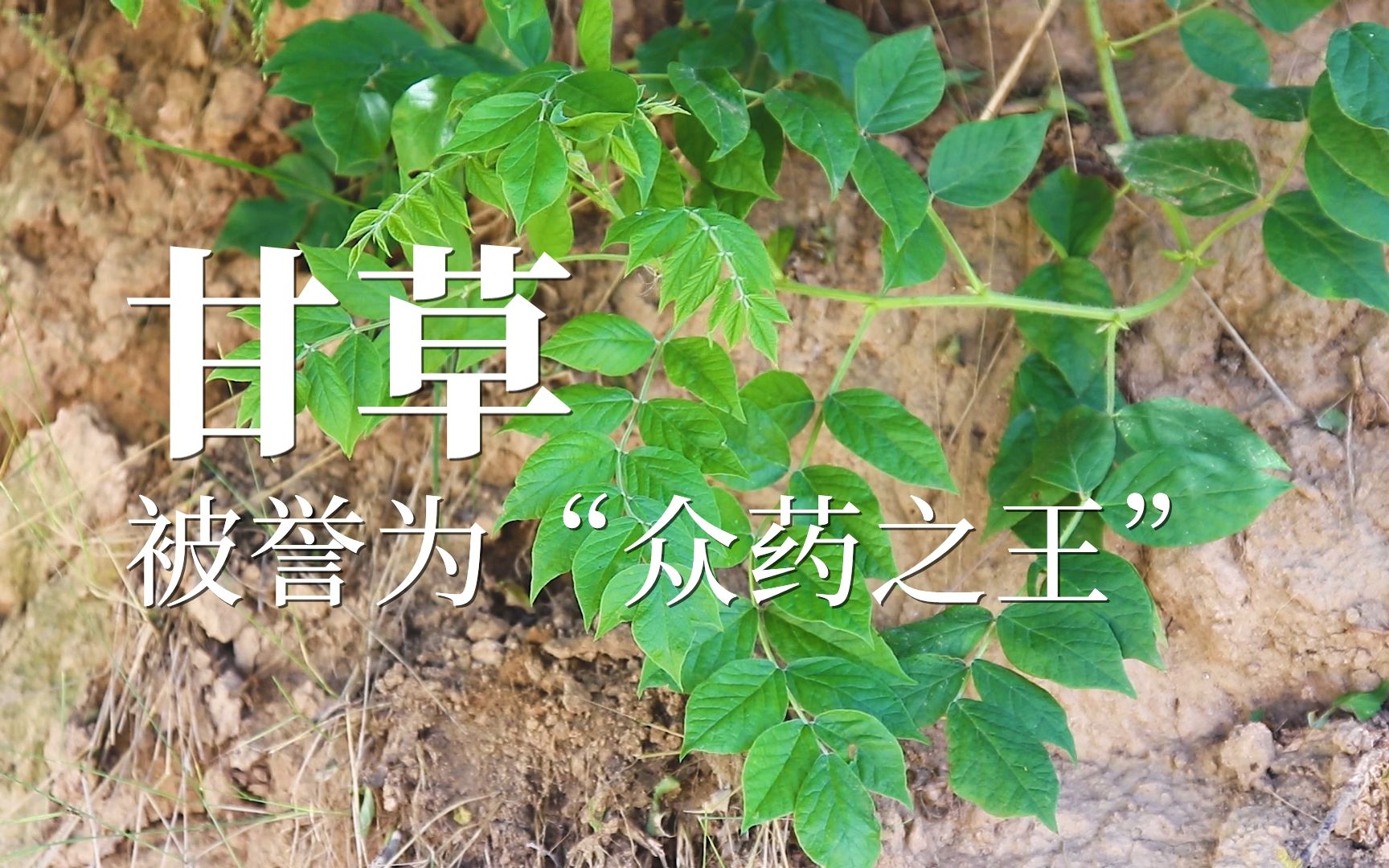 甘草——被誉为“众药之王”