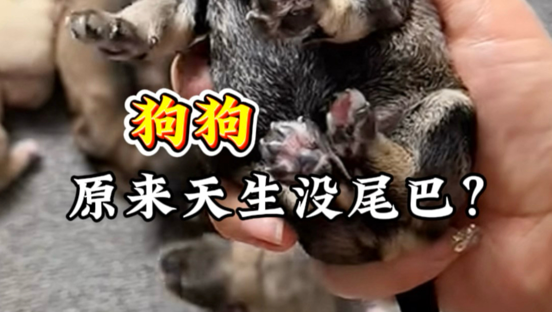 狗狗天生没有尾巴？#宠物知识 #萌宠 #狗狗