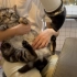“翻新洗护一位二十斤的美短大猫咪 这也是一位煤气罐罐！”