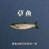 草鱼：大国渔业系列科普——想做好水煮鱼，你得买对鱼。