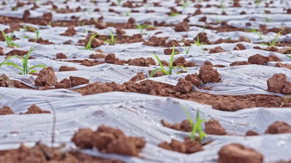 【空镜素材】绿苗苗