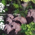 【首发】COP15大会开幕式播映短片《“象”往云南》