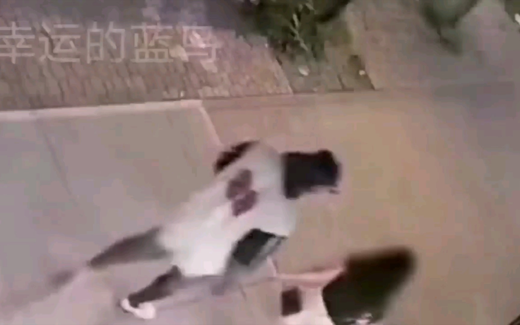 美国警方视频：男子非礼过路女子后居然还打人