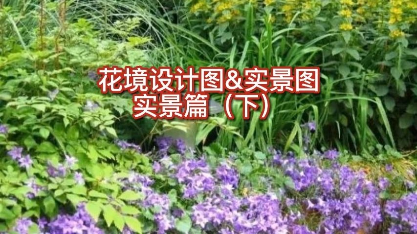 花境设计图&实景图实景篇（下）