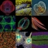 【生物学】显微镜、显微成像、数据处理