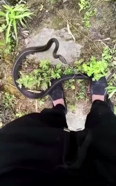 遇上一条蛇，不敢动怎么办，在线等