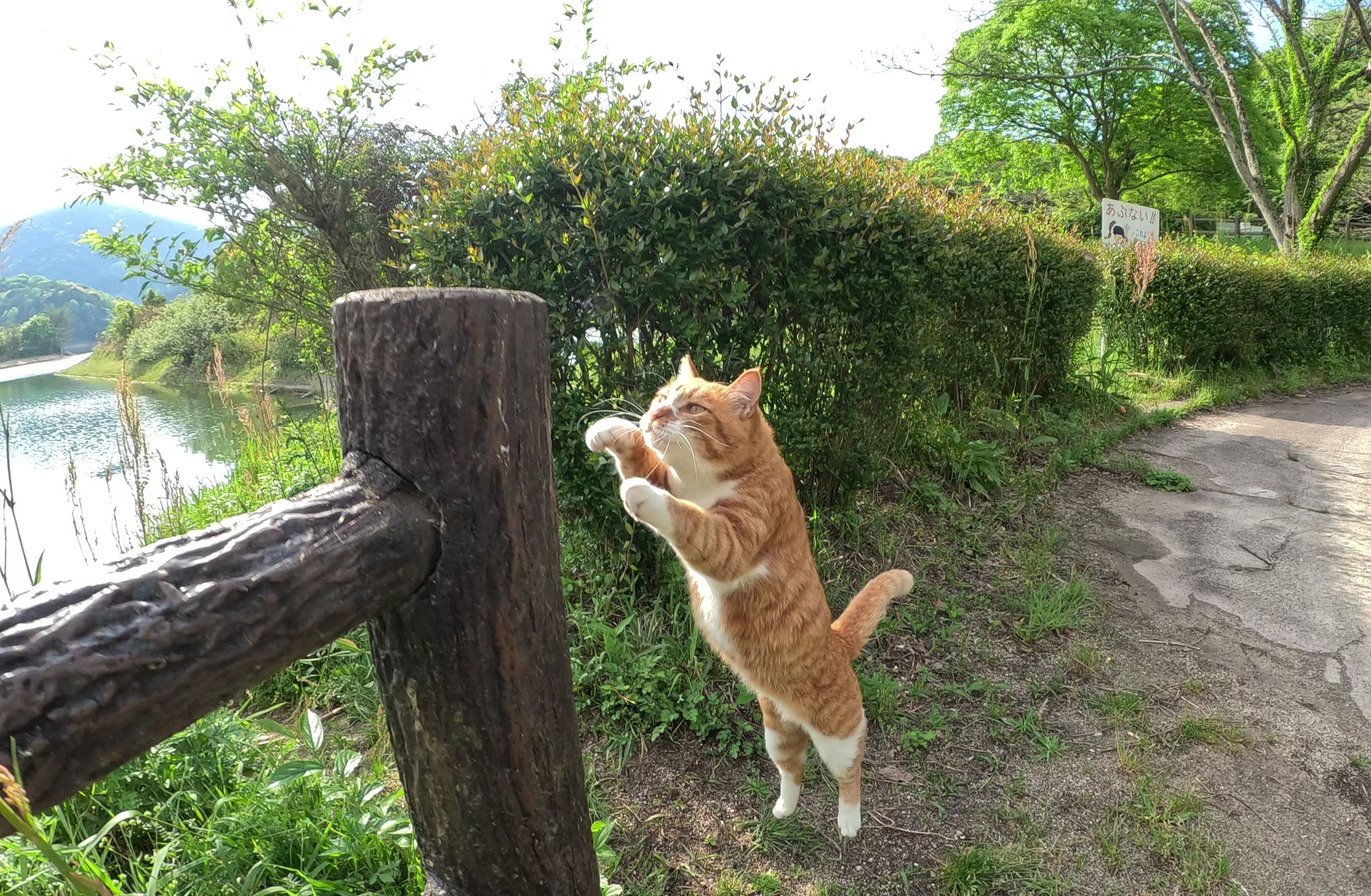 可爱的猫咪跳上栅栏寻求人类互动