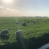 荷兰的牧场，会发光的小羊...96448
