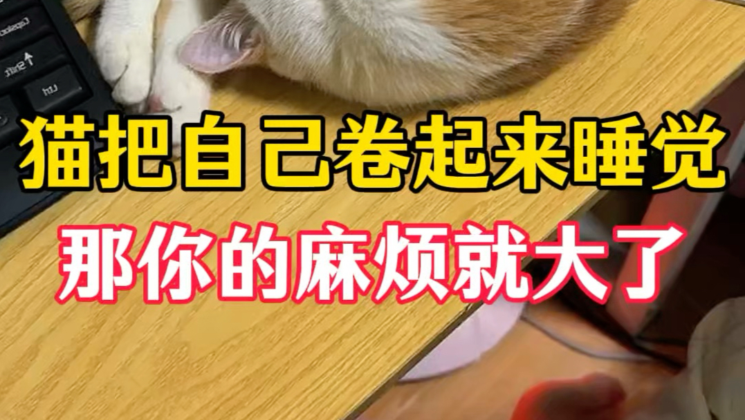 猫把自己卷起来睡觉，那你的麻烦就大了