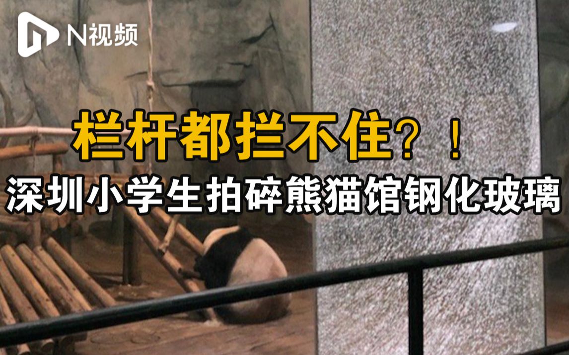 讨论精选:熊孩子拍碎熊猫馆钢化玻璃？深圳野生动物园：是真的[一次目更~]的第1张示图