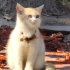 神明猫猫～太漂亮了