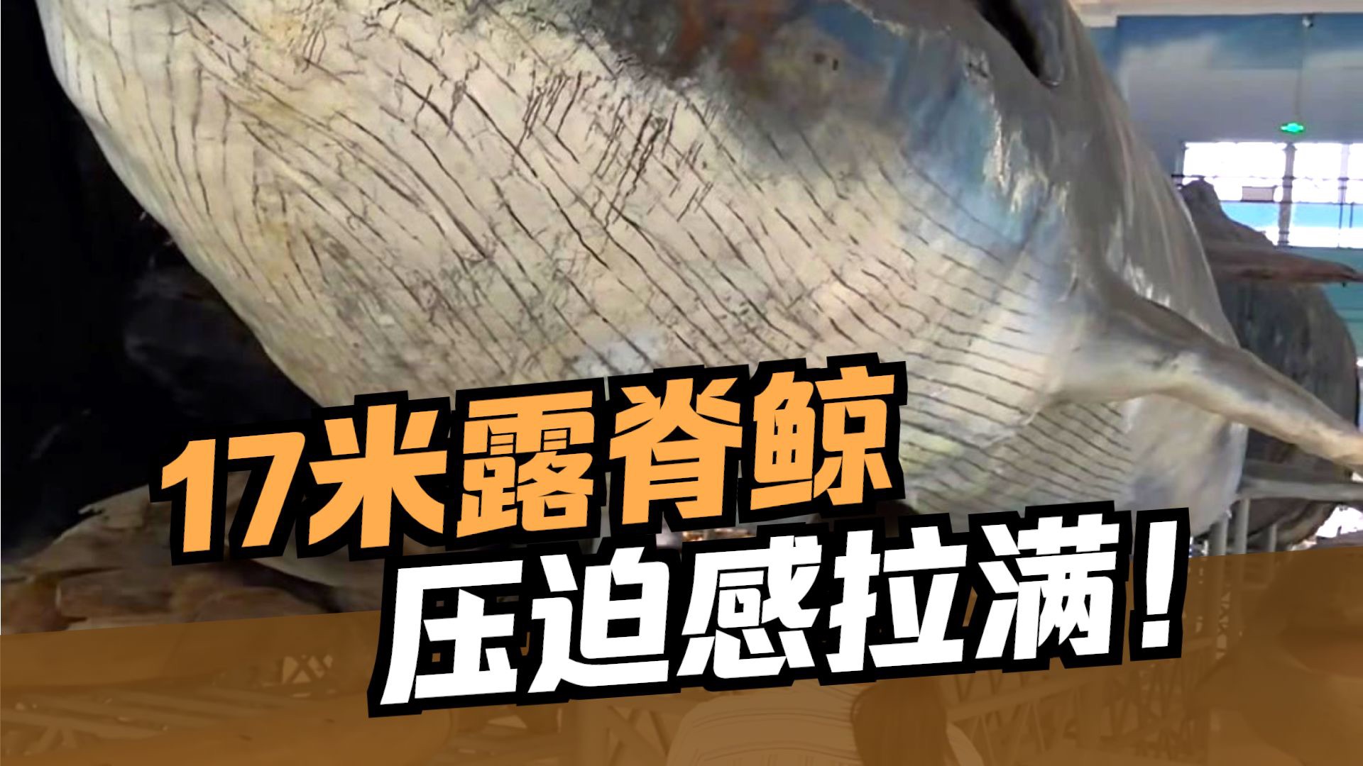 亚洲最大的鲸鱼标本有多震撼？盘点壮观的洋海巨物