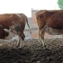 两头奶牛自产自销互相喂奶，“互利共赢”，没有中间商赚差价