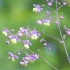 紫花偏翅唐松草，1米多的小可爱，开花一团紫色云雾