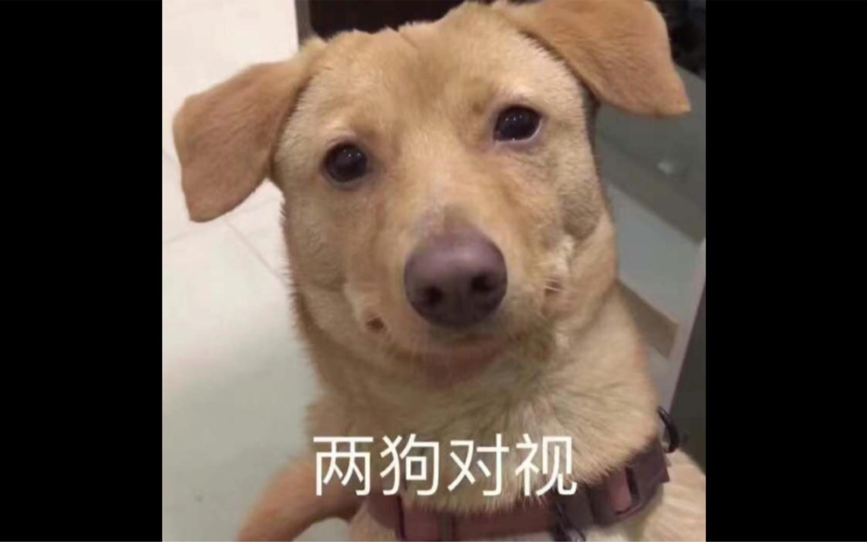 DOGgether: 与狗爸狗妈们分享的第二十节：狗狗为什么“亲”您？