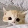 “啊啊啊...猫猫探头也太可爱了