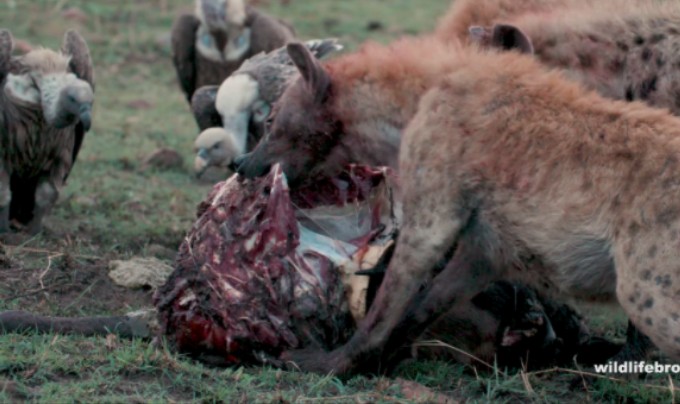 【白噪音】斑鬣狗撕扯咀嚼角马生鲜咀嚼自然声
