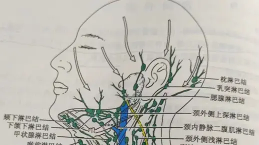 局解需要记住的淋巴结讲解