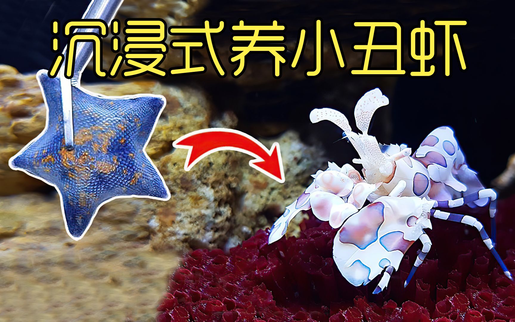 沉浸式养小丑虾，如果你给小丑虾一只海星，奇怪的事发生了