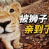 【全景视频】狮子：在？让我亲一口