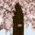 【KAITO】「玄冬桜」