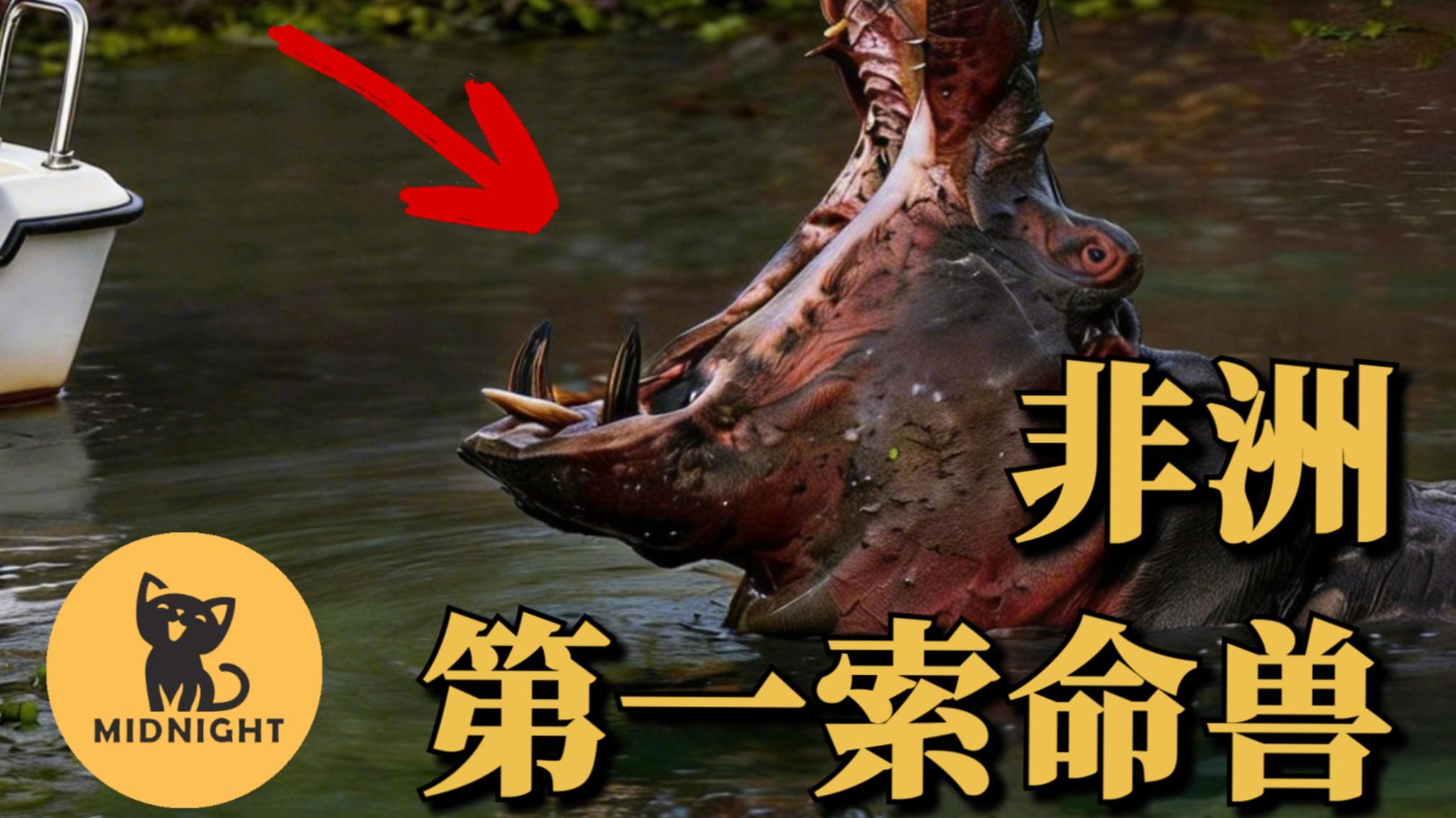 河马连续将游客喂鳄鱼，非洲恐怖动物连环袭击