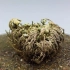 卷柏复活延时视频 Rose Of Jericho Time Lapse - Resurrection Plant