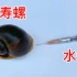 把水银注射到福寿螺体内，福寿螺还能活么？