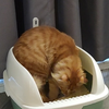偷拍男生拉屎