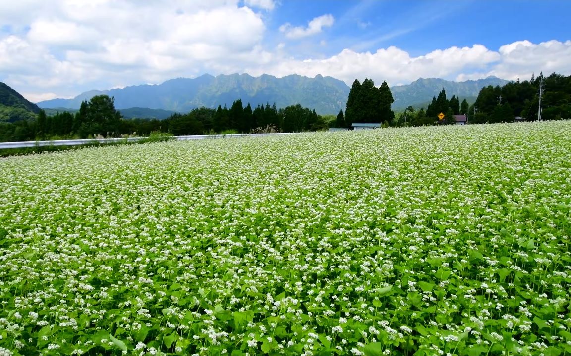 【超清日本】第一视角 初秋 荞麦花和稻穗摇曳的长野户隐高原 (4K测试视频) 2020.8