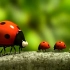 【1-4季微观小世界78集全】法国超萌动画，让孩子爱上大自然里的小昆虫，有趣的儿童自然启蒙动画片，满足孩子的好奇心