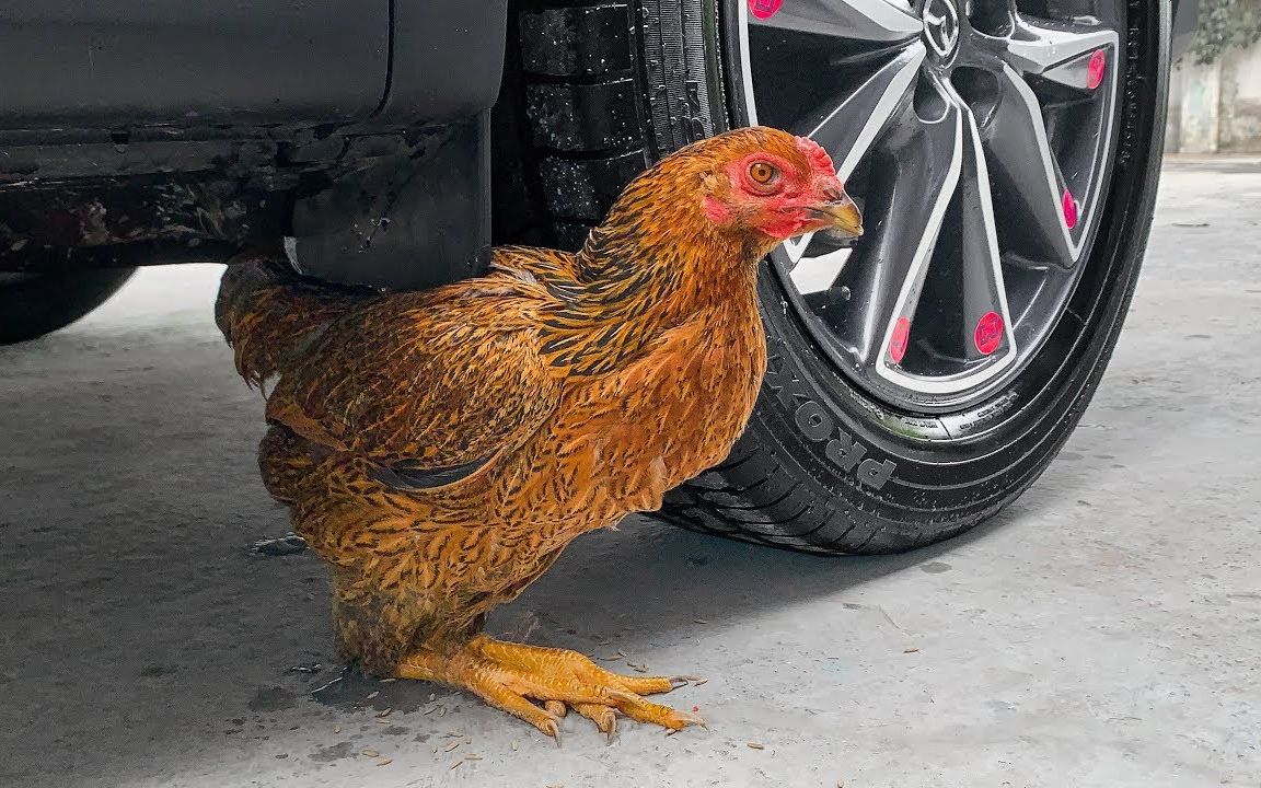 太危险了！这只鸡能逃脱汽车轮子的碾压吗？