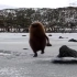 一只王企鹅宝宝在冰面上肆意而潇洒的走着，像只巨型猕猴桃精哈哈