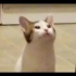 【万恶之源】popcat真正的原版视频