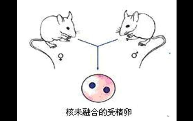 转基因超级鼠的转基因过程