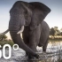【360°全景VR】走进非洲奥卡万戈沼泽象群