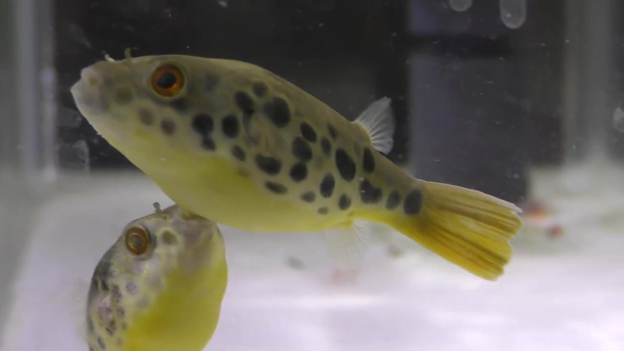 水族箱西非月饼是怎么制造出来的金钱狗头的繁殖记录