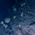 【NOAA深海探测】发现神秘诡异的海底森林，静止般面朝同一个方向......