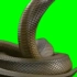 绿幕素材大蟒蛇素材绿幕素材大蟒蛇素材
