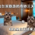 【猫meme】东北人第一次去哈尔滨玩