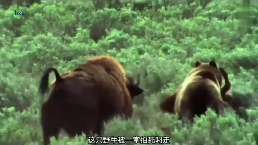 实拍棕熊猎杀野牛，野牛竟被棕熊一巴掌拍死，果然力量秒杀一切