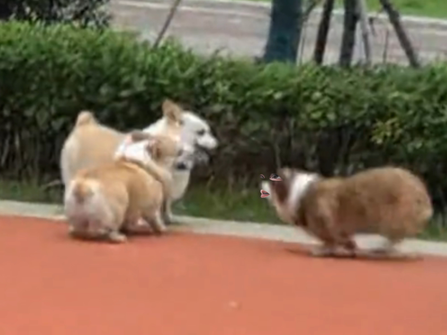 柯基真磕到基了。