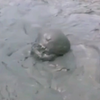 泥巴浴（后段