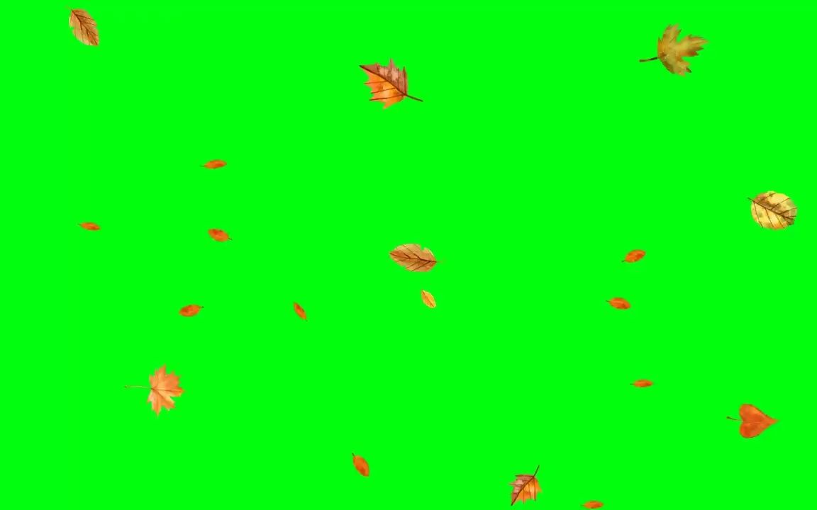 视频素材 ▏k1055 4K高清画质唯美金黄色枫叶树叶叶子飘落金秋秋天视频后期特效合成素材绿幕绿屏抠像动态视频素材