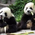【大熊猫】团圆小夫妻赴台前的生活记录，原来团团是个黏妻狂魔。。（2008年，720P）