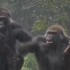 两只猩猩在雨中闹别扭…这举止看着真的跟人类一模一样啊