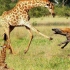 长颈鹿母子在野外找吃的，鬣狗群迅速上演掏肛绝技，太残忍！