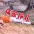 印度新冠患者躺在泥地上挣扎，直到咽下最后一口气